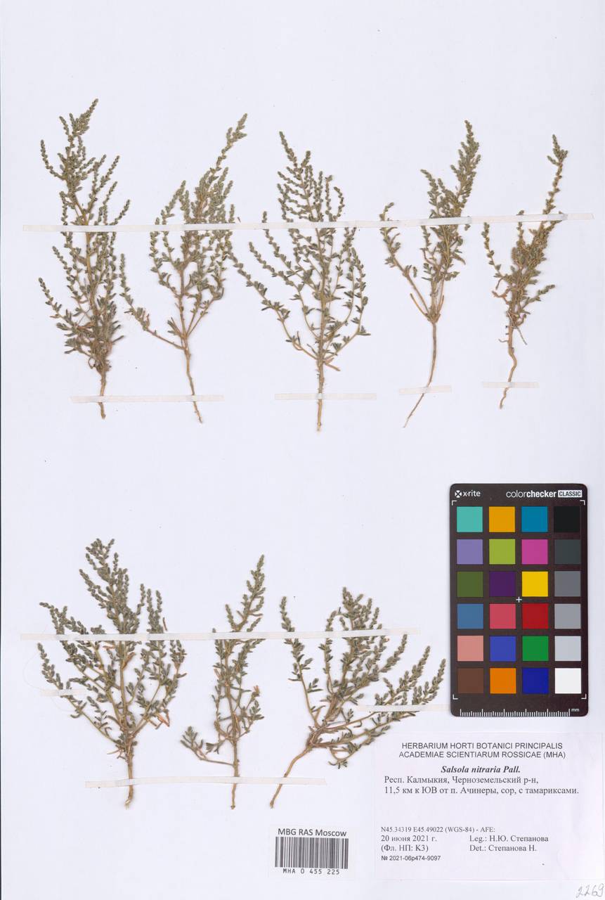 Nitrosalsola nitraria (Pall.) Tzvelev, Eastern Europe, Lower Volga region (E9) (Russia)