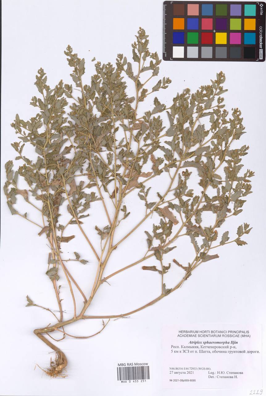 Atriplex sphaeromorpha Iljin, Eastern Europe, Lower Volga region (E9) (Russia)