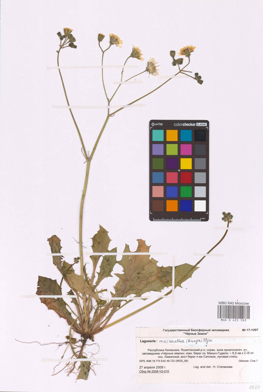 Crepis sancta subsp. obovata (Boiss. & Noë) Babc., Eastern Europe, Lower Volga region (E9) (Russia)