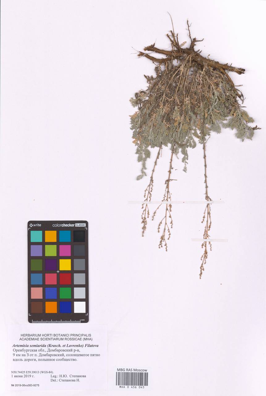 Artemisia semiarida (Krasch. & Lavrova) Filatova, Eastern Europe, Eastern region (E10) (Russia)