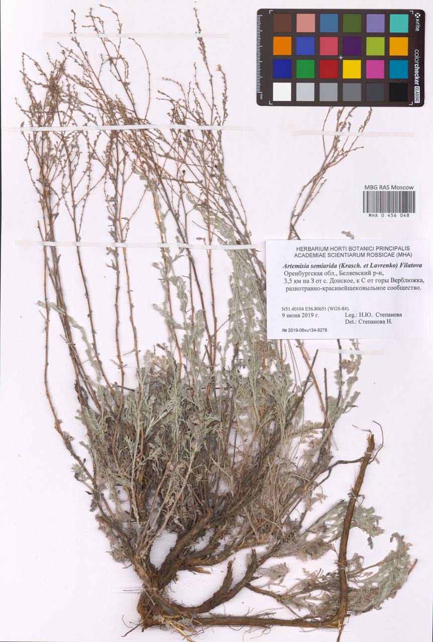 Artemisia semiarida (Krasch. & Lavrova) Filatova, Eastern Europe, Eastern region (E10) (Russia)