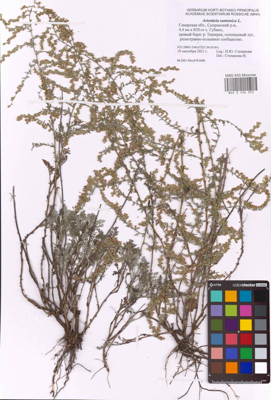 Artemisia caerulescens subsp. caerulescens, Eastern Europe, Middle Volga region (E8) (Russia)