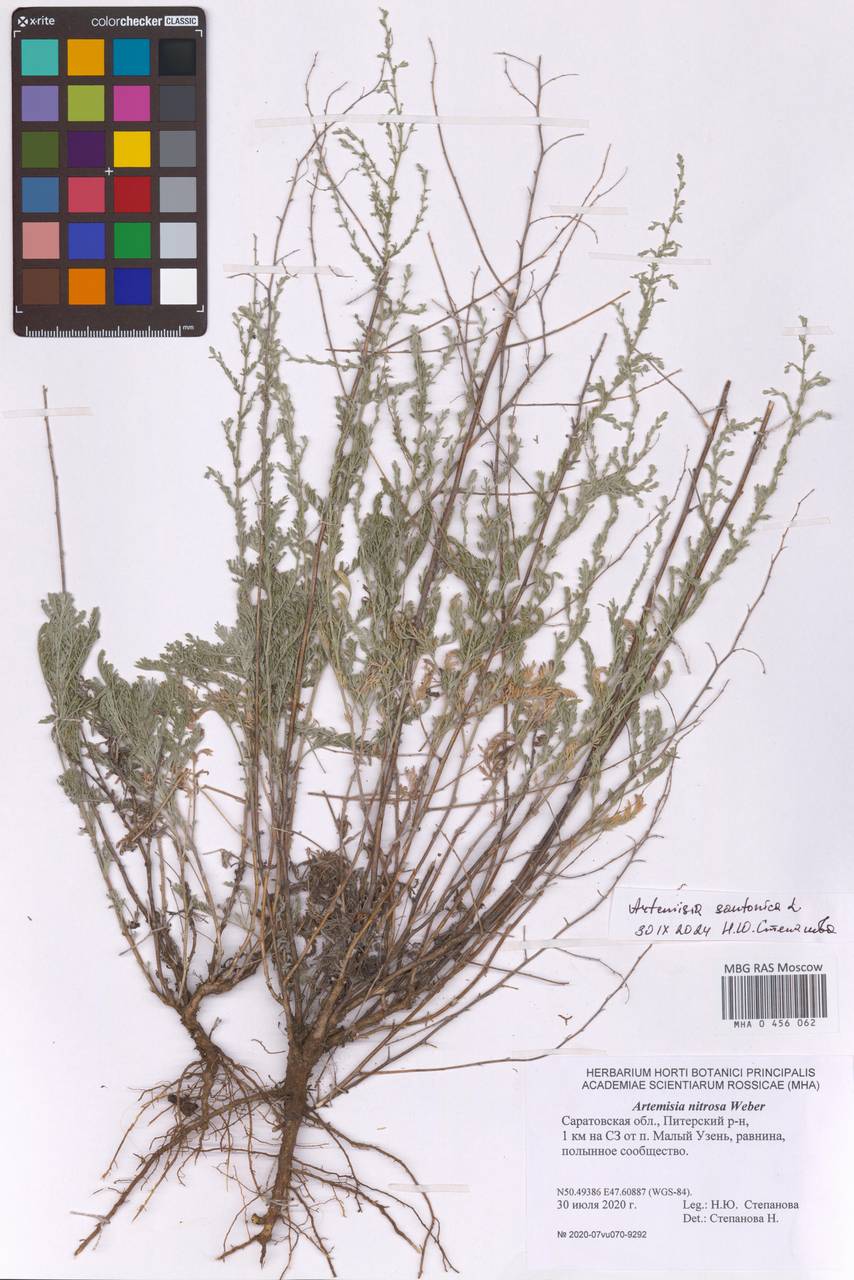 Artemisia caerulescens subsp. caerulescens, Eastern Europe, Lower Volga region (E9) (Russia)