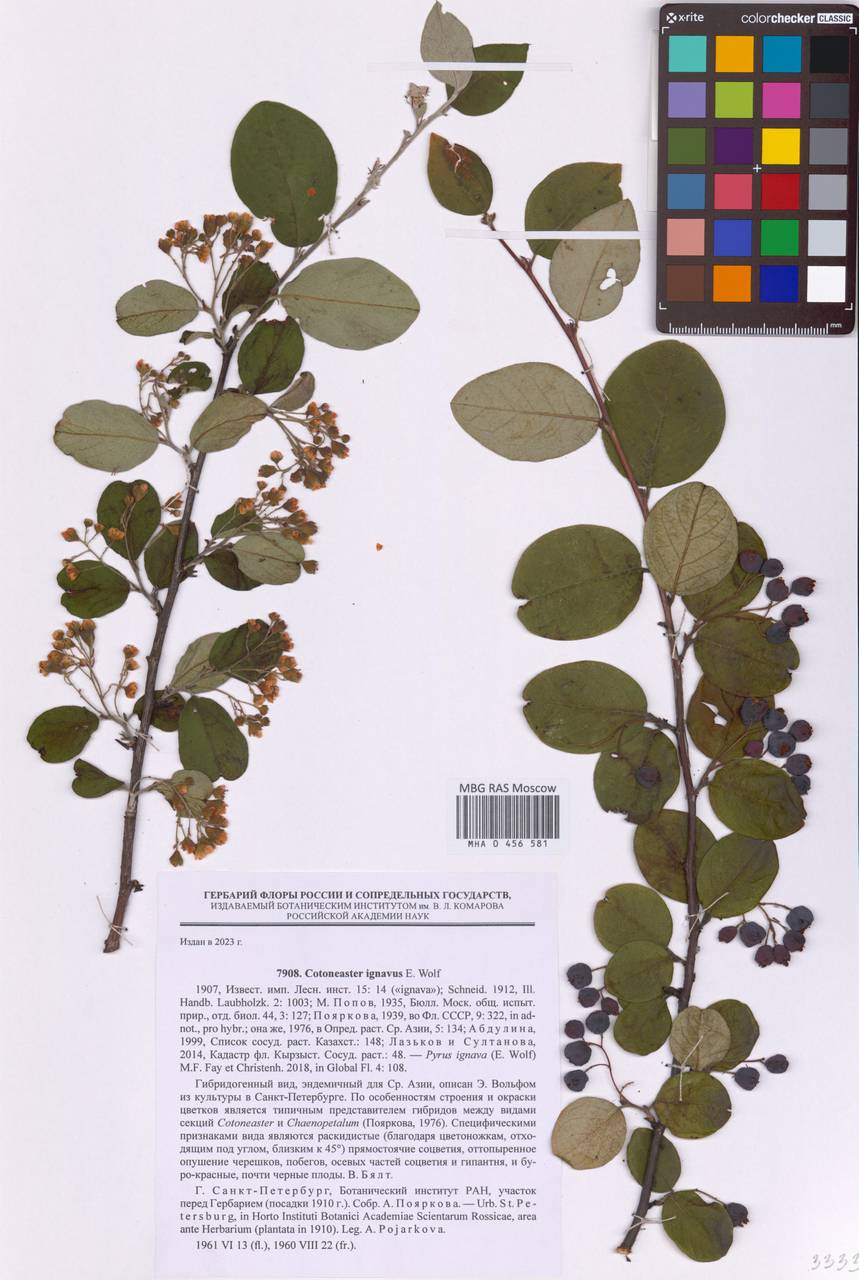 Cotoneaster ignavus E.L.Wolf, Eastern Europe, North-Western region (E2) (Russia)