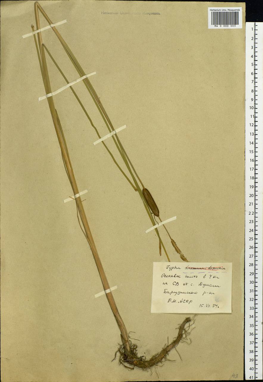 Typha laxmannii Lepech., Siberia, Baikal & Transbaikal region (S4) (Russia)