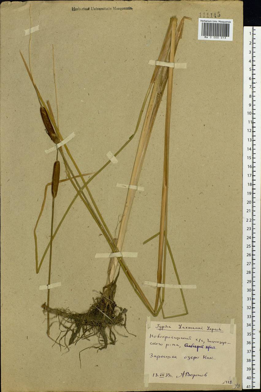 Typha laxmannii Lepech., Siberia, Western Siberia (S1) (Russia)
