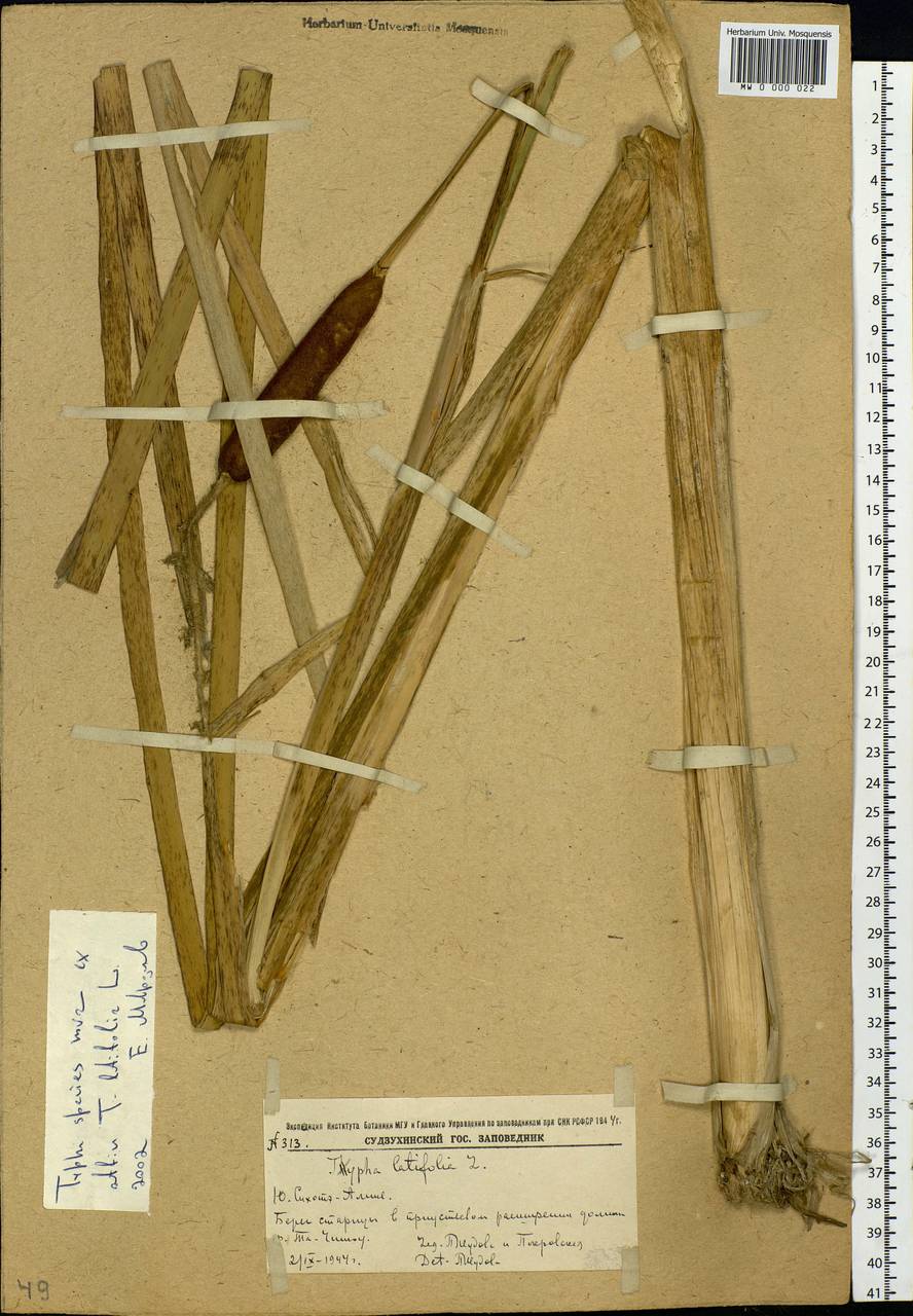 Typha latifolia L., Siberia, Russian Far East (S6) (Russia)