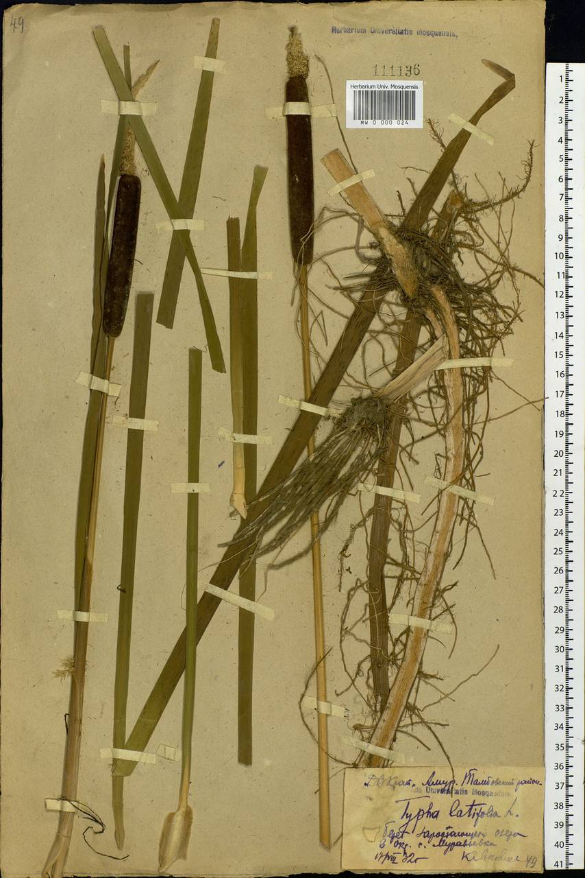 Typha latifolia L., Siberia, Russian Far East (S6) (Russia)