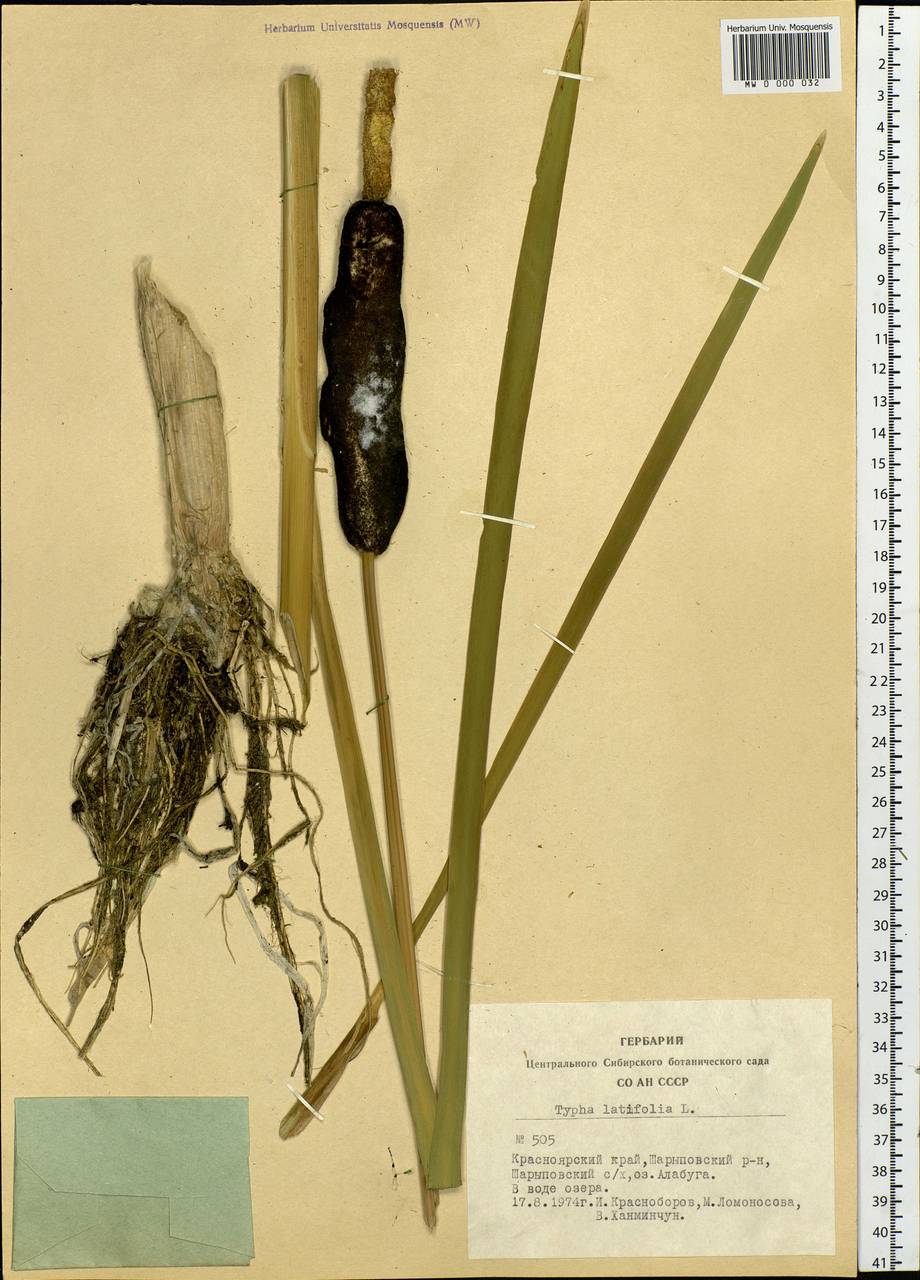 Typha latifolia L., Siberia, Altai & Sayany Mountains (S2) (Russia)