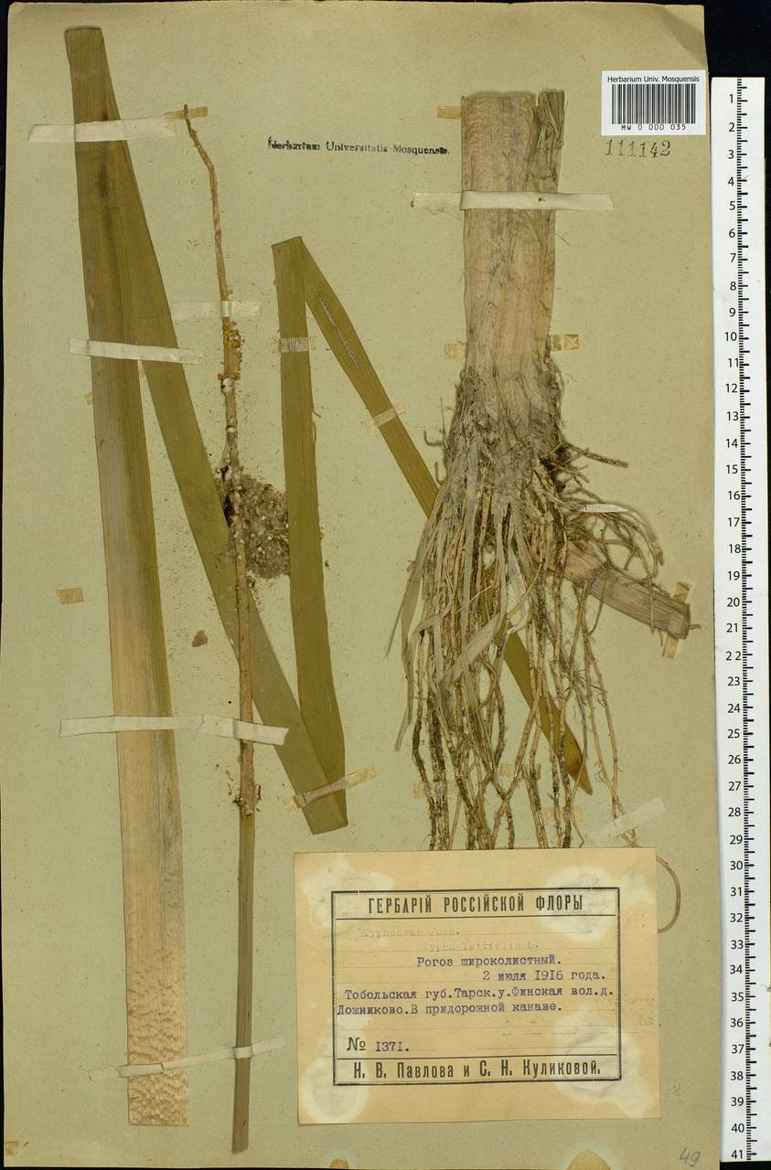 Typha latifolia L., Siberia, Western Siberia (S1) (Russia)