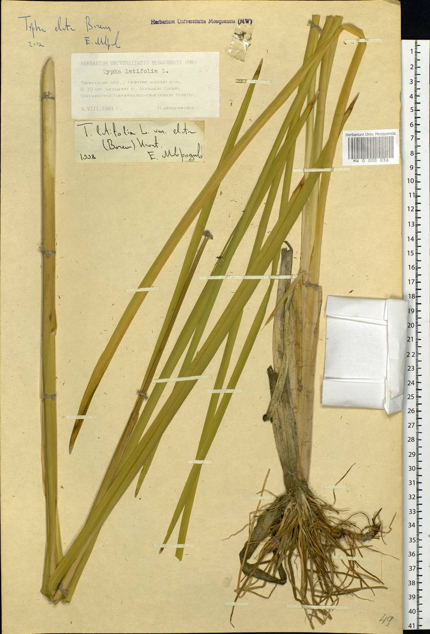 Typha latifolia L., Siberia, Western Siberia (S1) (Russia)
