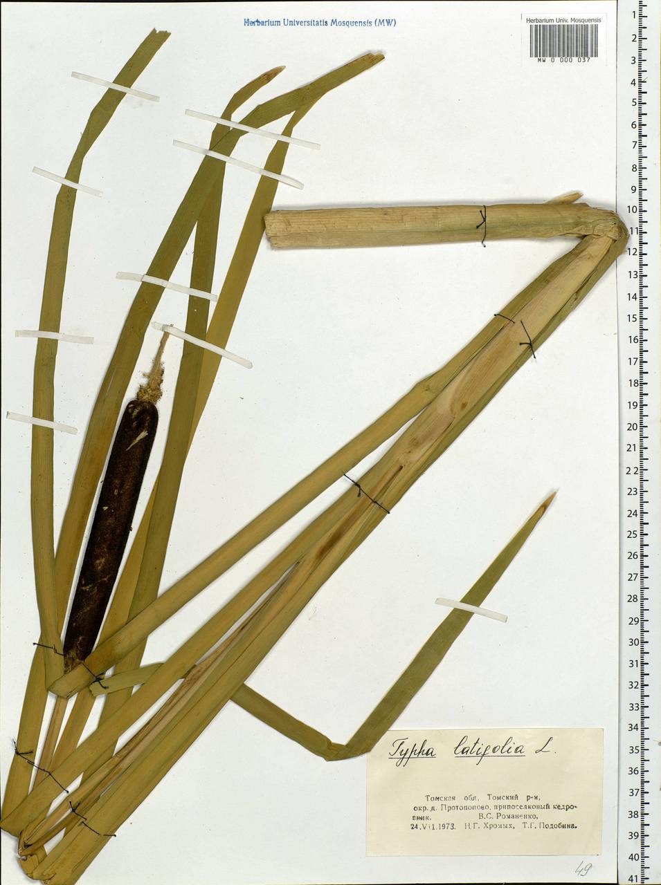 Typha latifolia L., Siberia, Western Siberia (S1) (Russia)