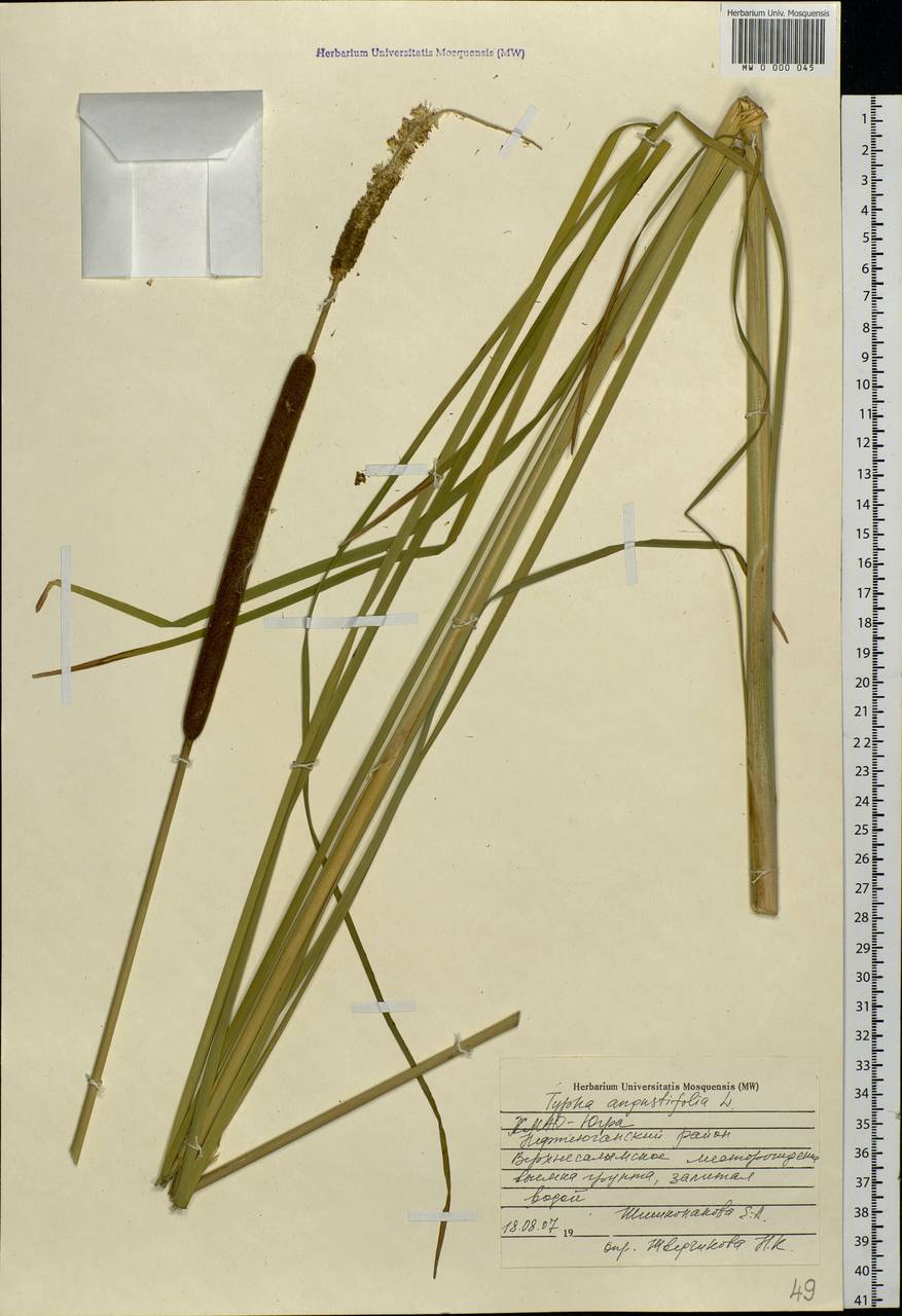 Typha angustifolia L., Siberia, Western Siberia (S1) (Russia)