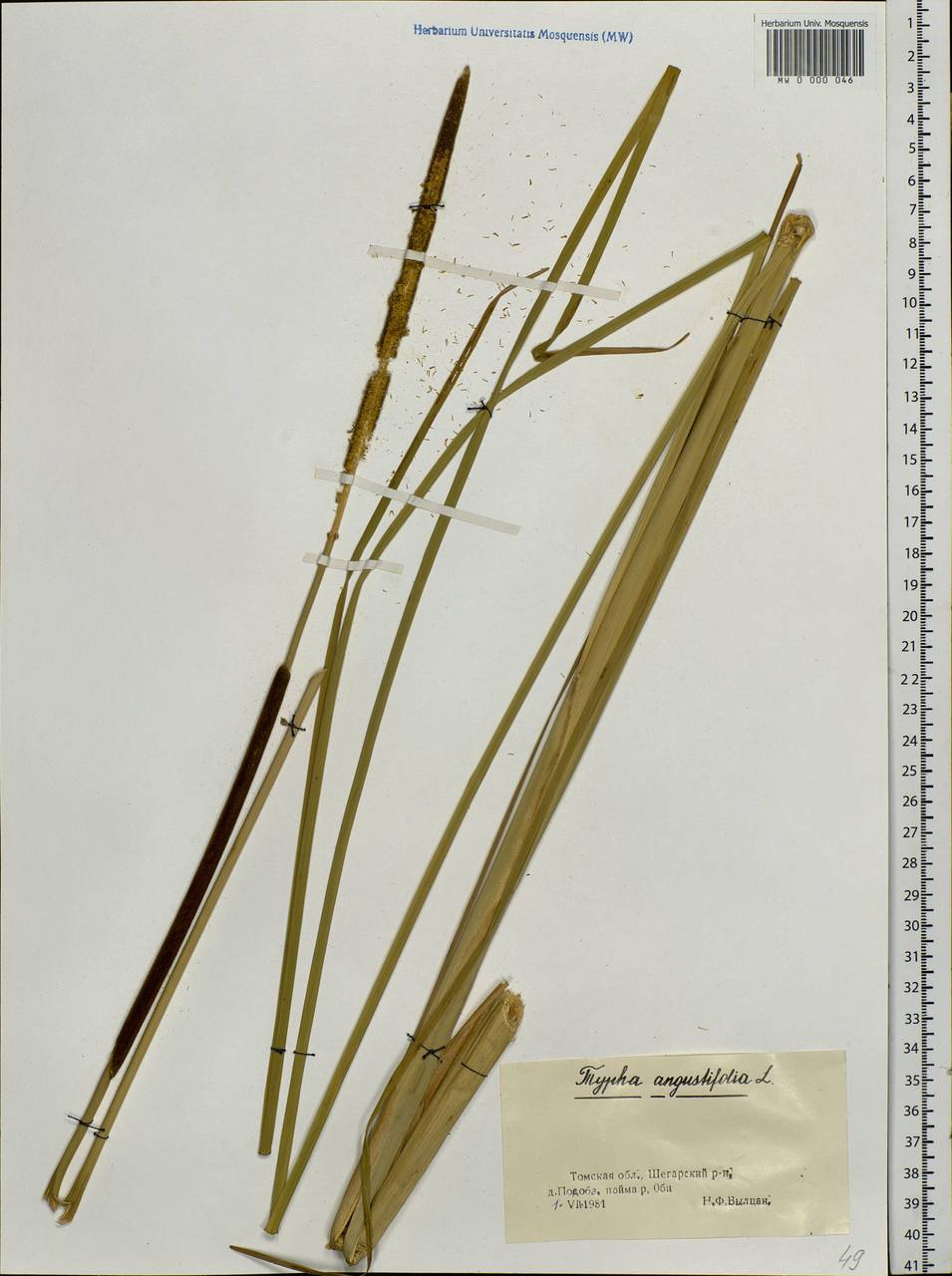 Typha angustifolia L., Siberia, Western Siberia (S1) (Russia)