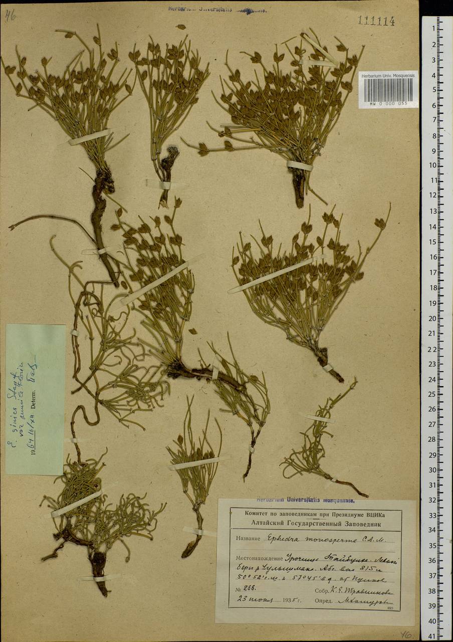 Ephedra sinica Stapf, Siberia, Altai & Sayany Mountains (S2) (Russia)