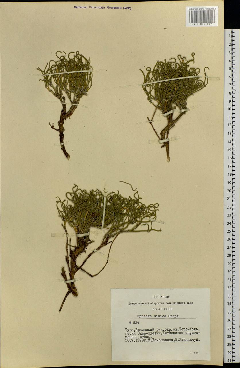 Ephedra sinica Stapf, Siberia, Altai & Sayany Mountains (S2) (Russia)