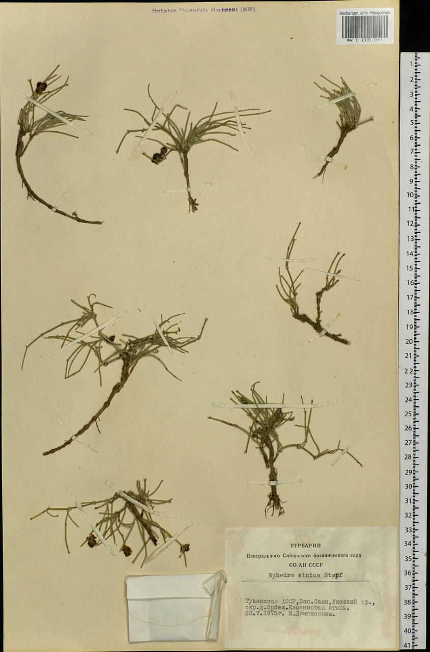 Ephedra sinica Stapf, Siberia, Altai & Sayany Mountains (S2) (Russia)