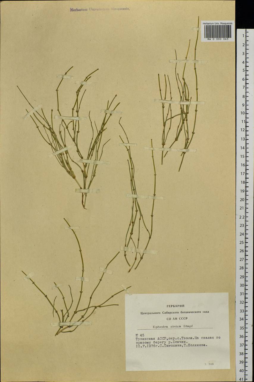 Ephedra sinica Stapf, Siberia, Altai & Sayany Mountains (S2) (Russia)