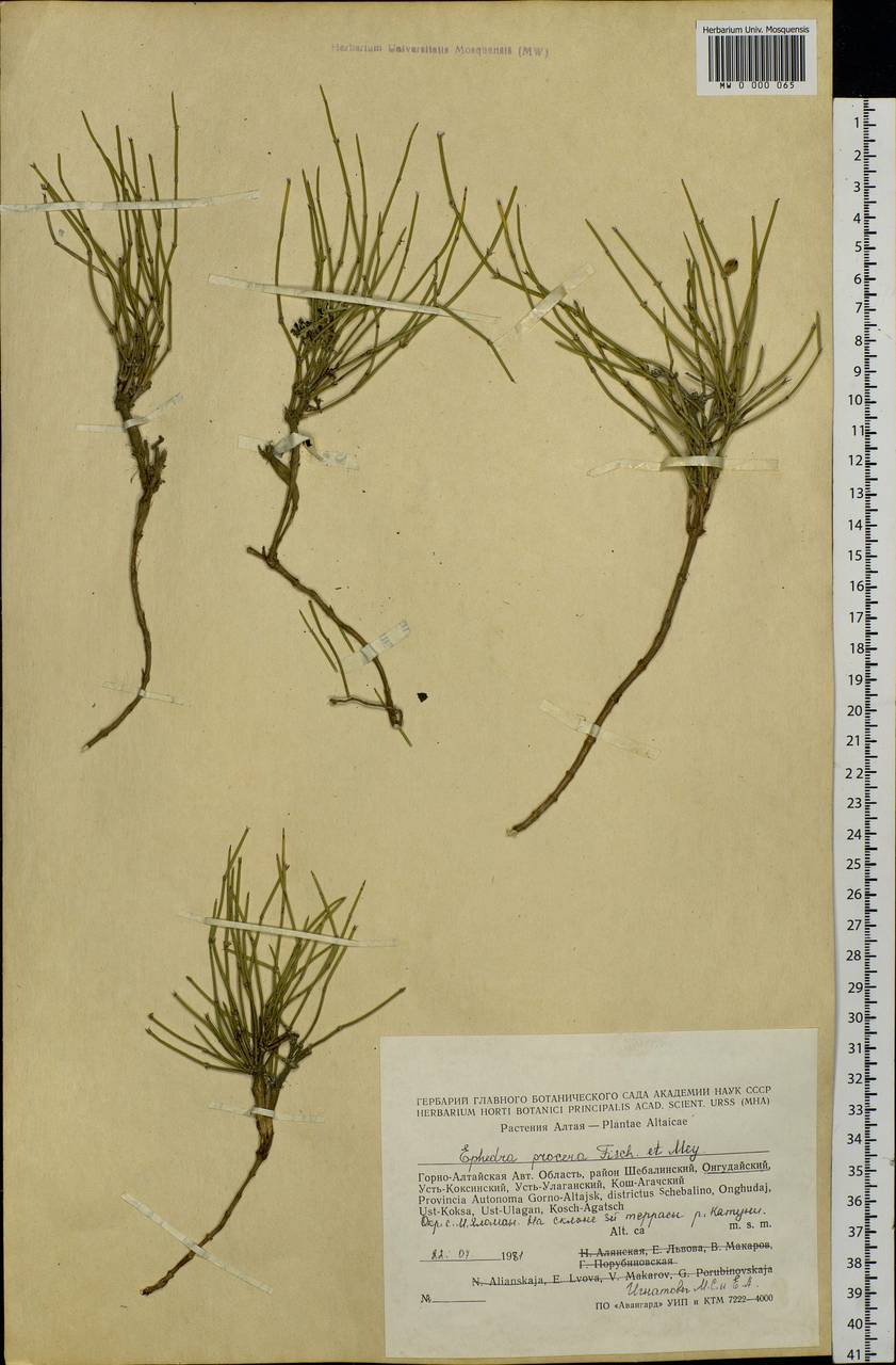 Ephedra procera C.A.Mey., Siberia, Altai & Sayany Mountains (S2) (Russia)