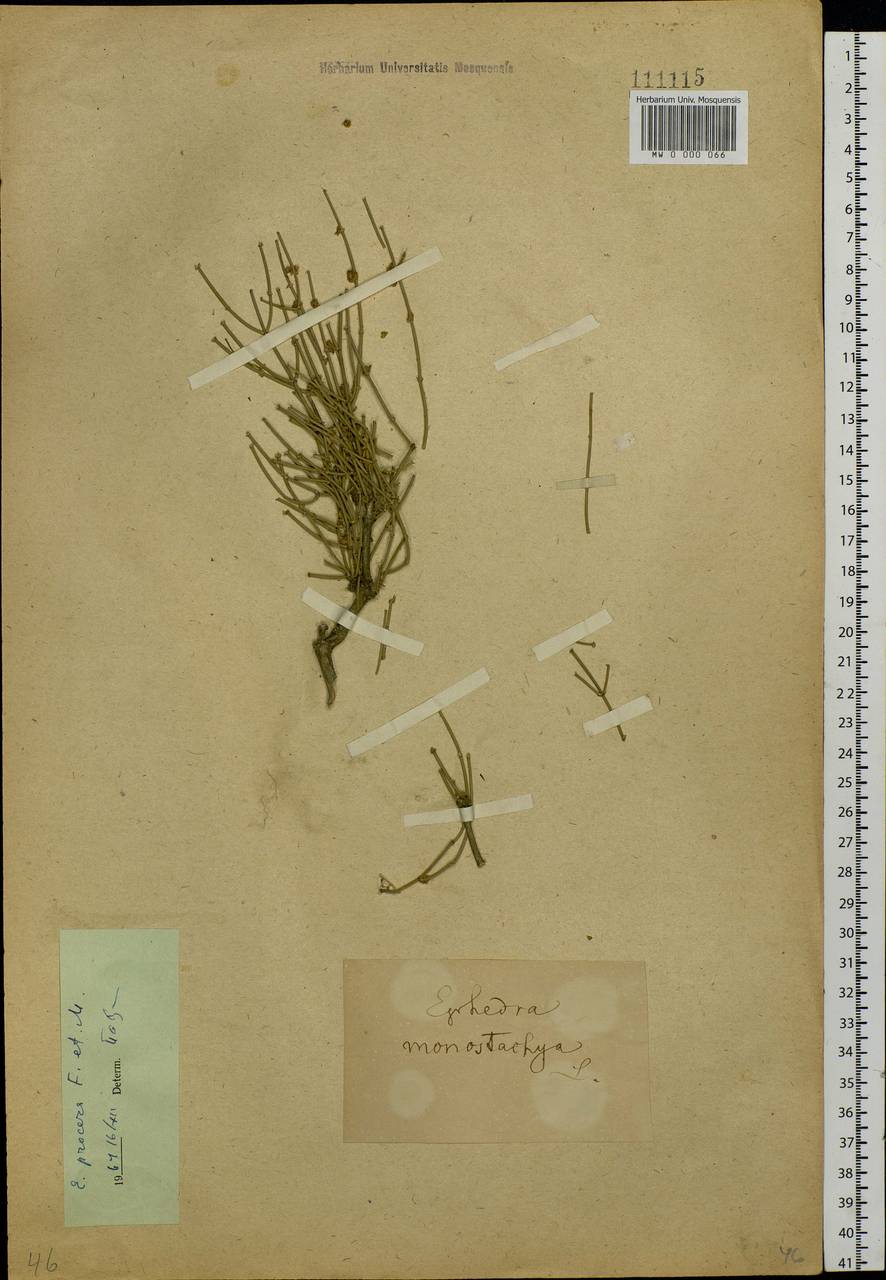 Ephedra procera C.A.Mey., Siberia (no precise locality) (S0) (Russia)