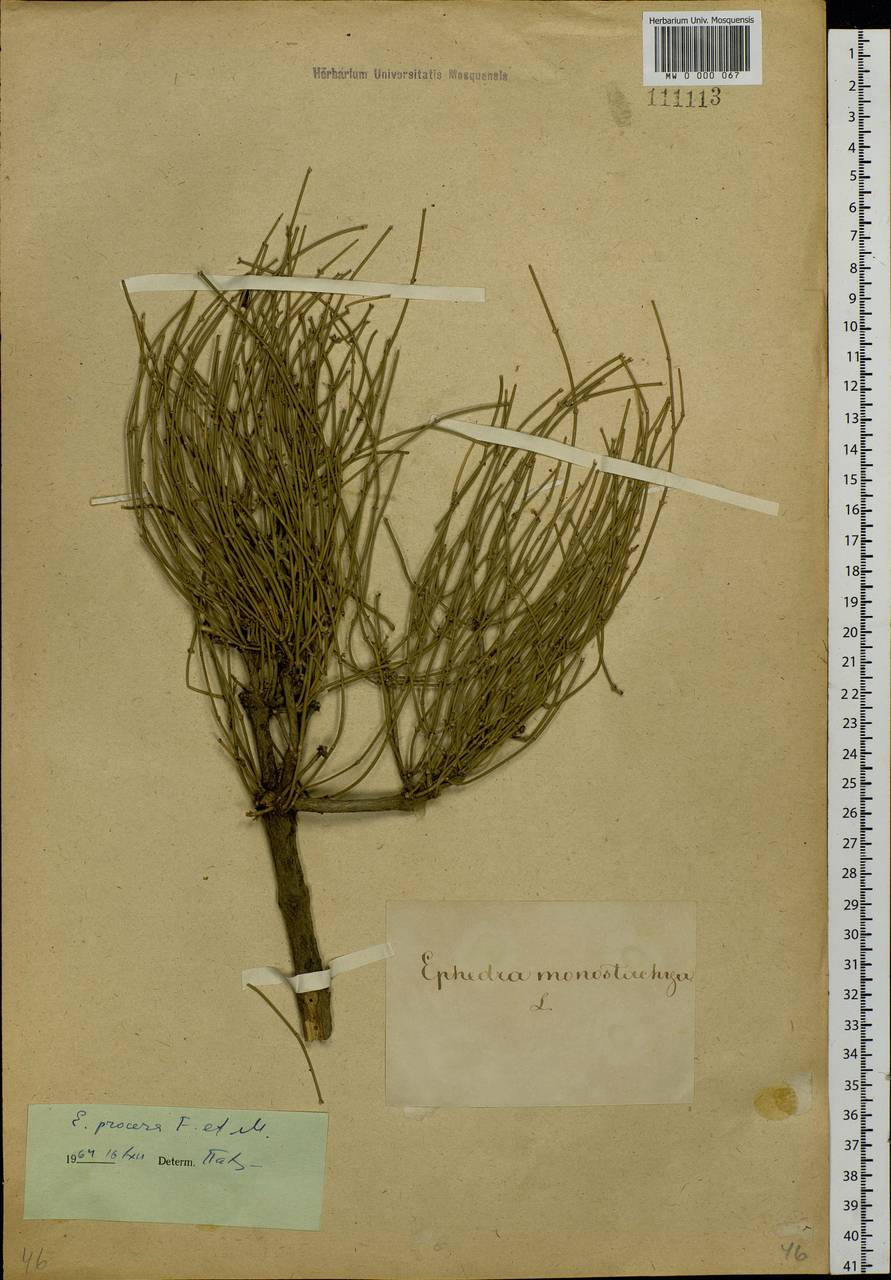 Ephedra procera C.A.Mey., Siberia (no precise locality) (S0) (Russia)