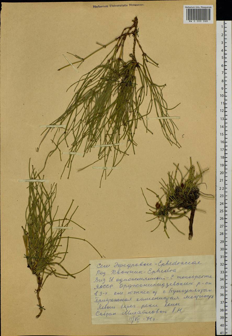 Ephedra monosperma J.G.Gmel. ex C.A.Mey., Siberia, Yakutia (S5) (Russia)