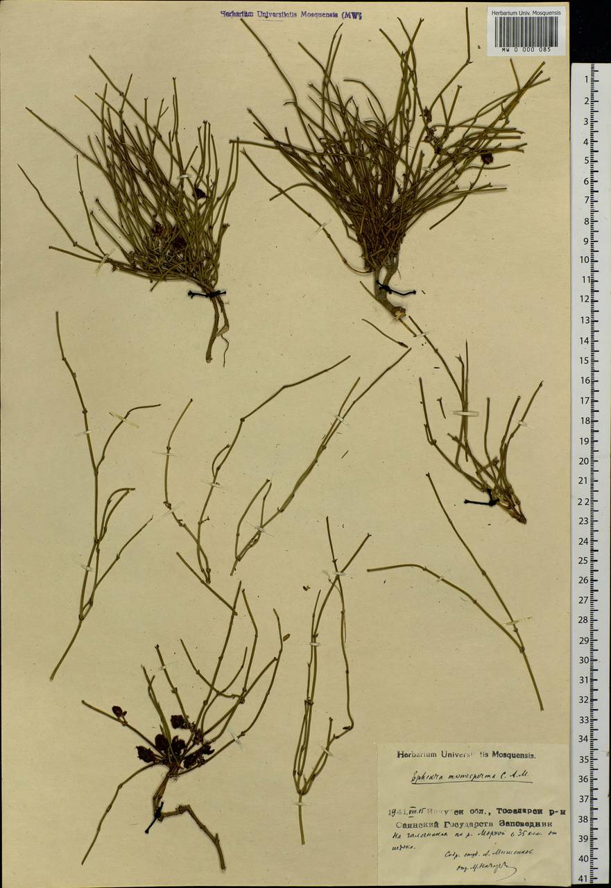Ephedra monosperma J.G.Gmel. ex C.A.Mey., Siberia, Baikal & Transbaikal region (S4) (Russia)