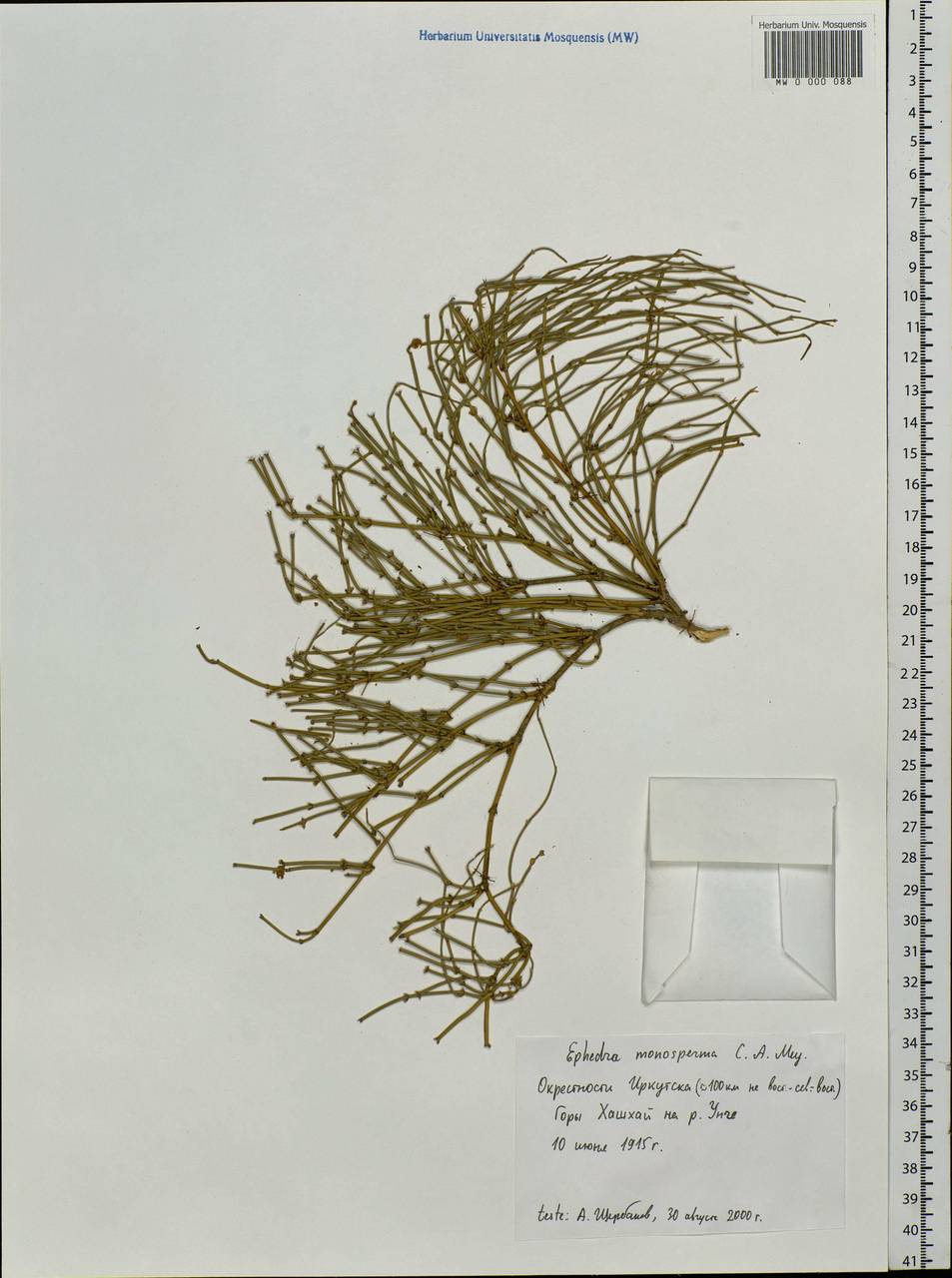 Ephedra monosperma J.G.Gmel. ex C.A.Mey., Siberia, Baikal & Transbaikal region (S4) (Russia)
