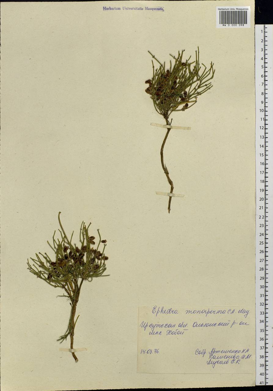 Ephedra monosperma J.G.Gmel. ex C.A.Mey., Siberia, Baikal & Transbaikal region (S4) (Russia)