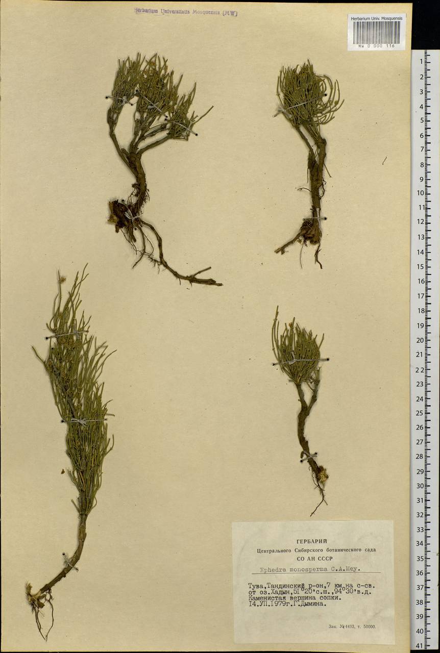 Ephedra monosperma J.G.Gmel. ex C.A.Mey., Siberia, Altai & Sayany Mountains (S2) (Russia)