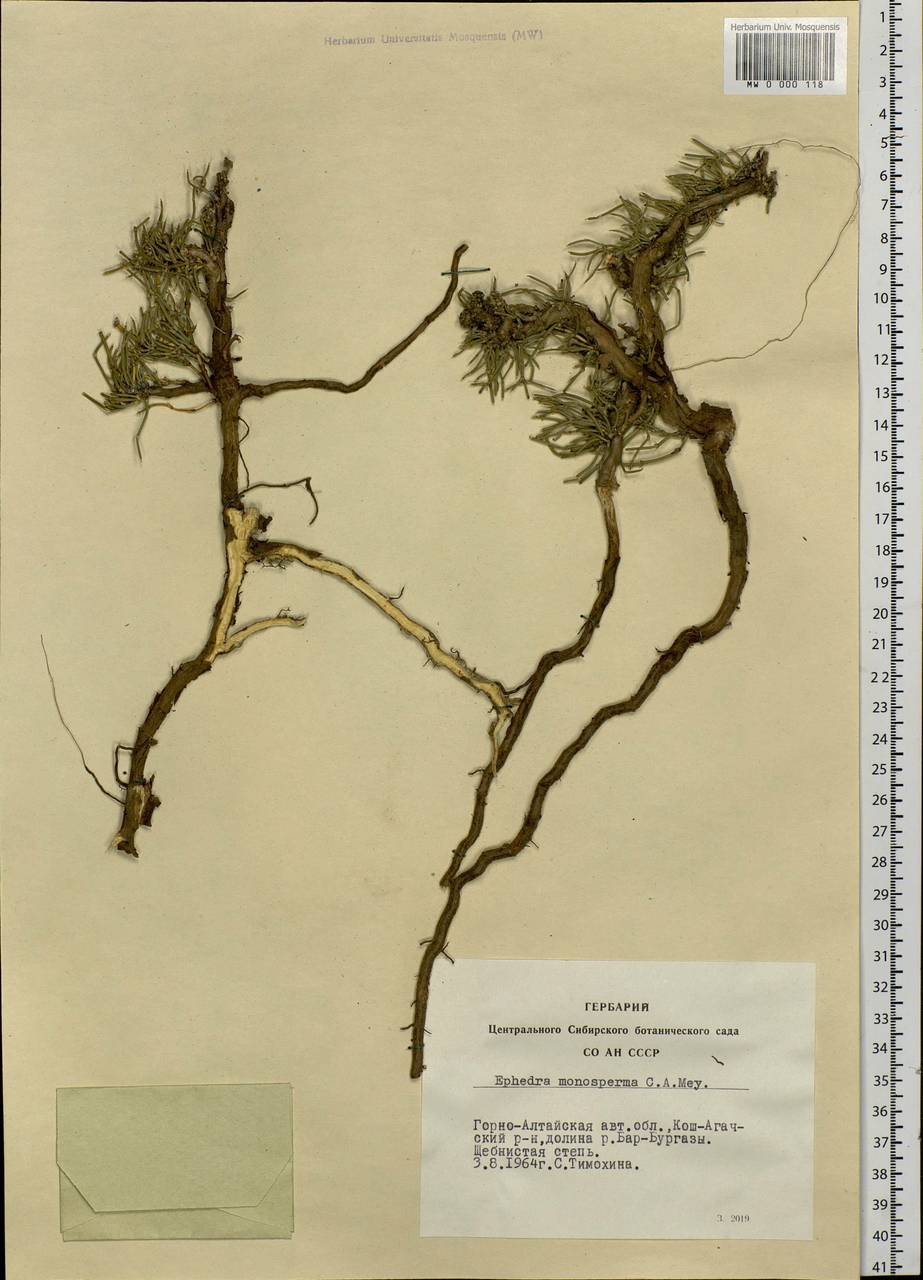 Ephedra monosperma J.G.Gmel. ex C.A.Mey., Siberia, Altai & Sayany Mountains (S2) (Russia)