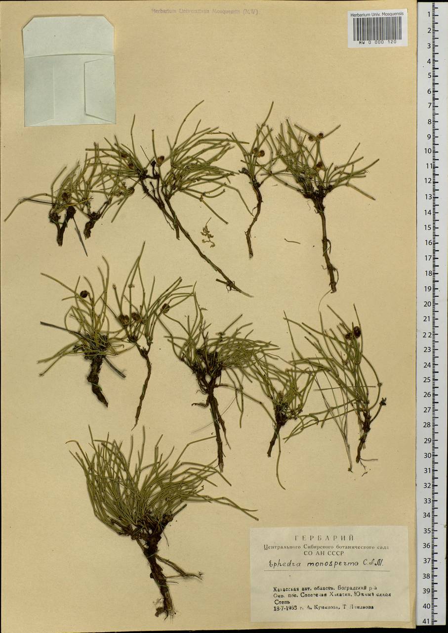 Ephedra monosperma J.G.Gmel. ex C.A.Mey., Siberia, Altai & Sayany Mountains (S2) (Russia)