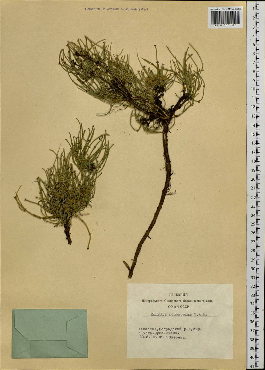 Ephedra monosperma J.G.Gmel. ex C.A.Mey., Siberia, Altai & Sayany Mountains (S2) (Russia)