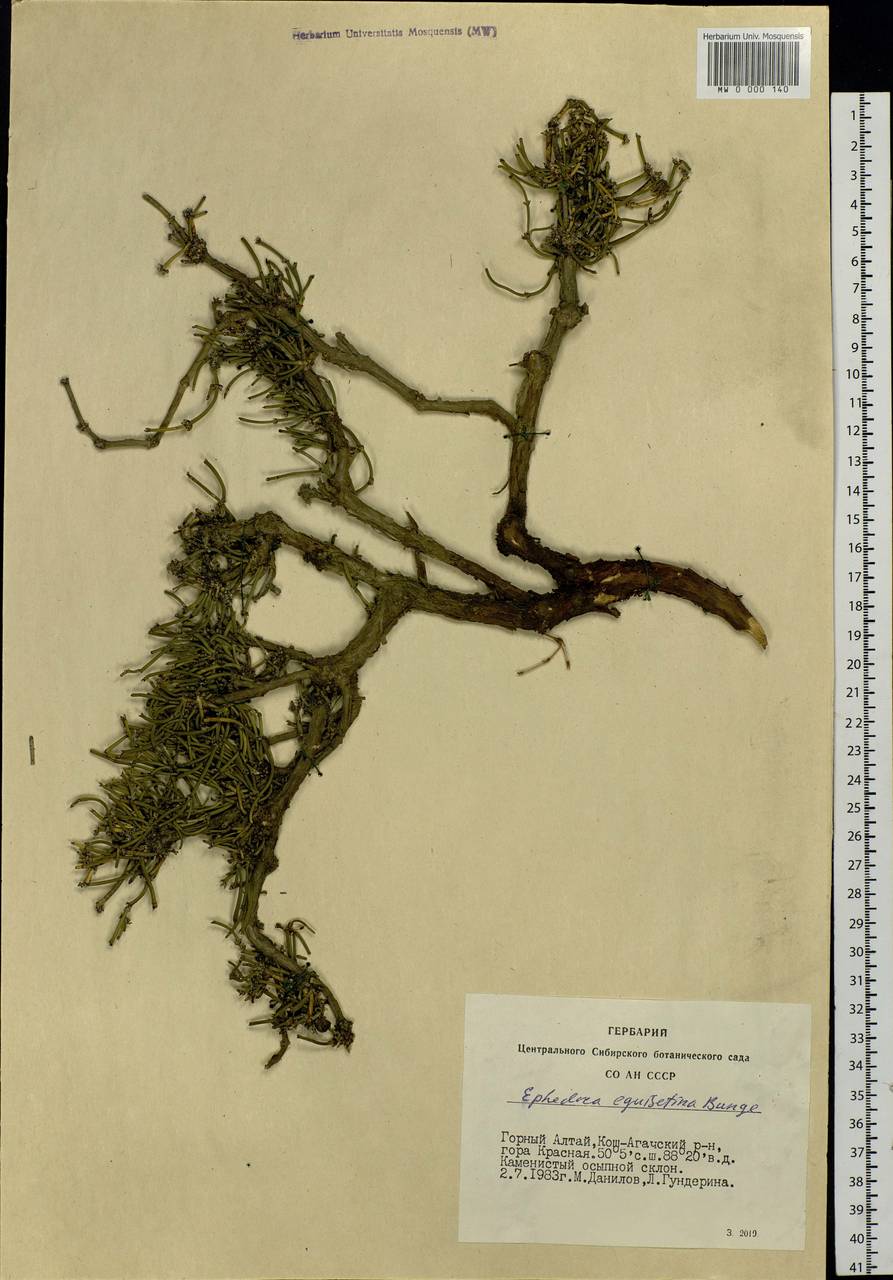 Ephedra equisetina Bunge, Siberia, Altai & Sayany Mountains (S2) (Russia)