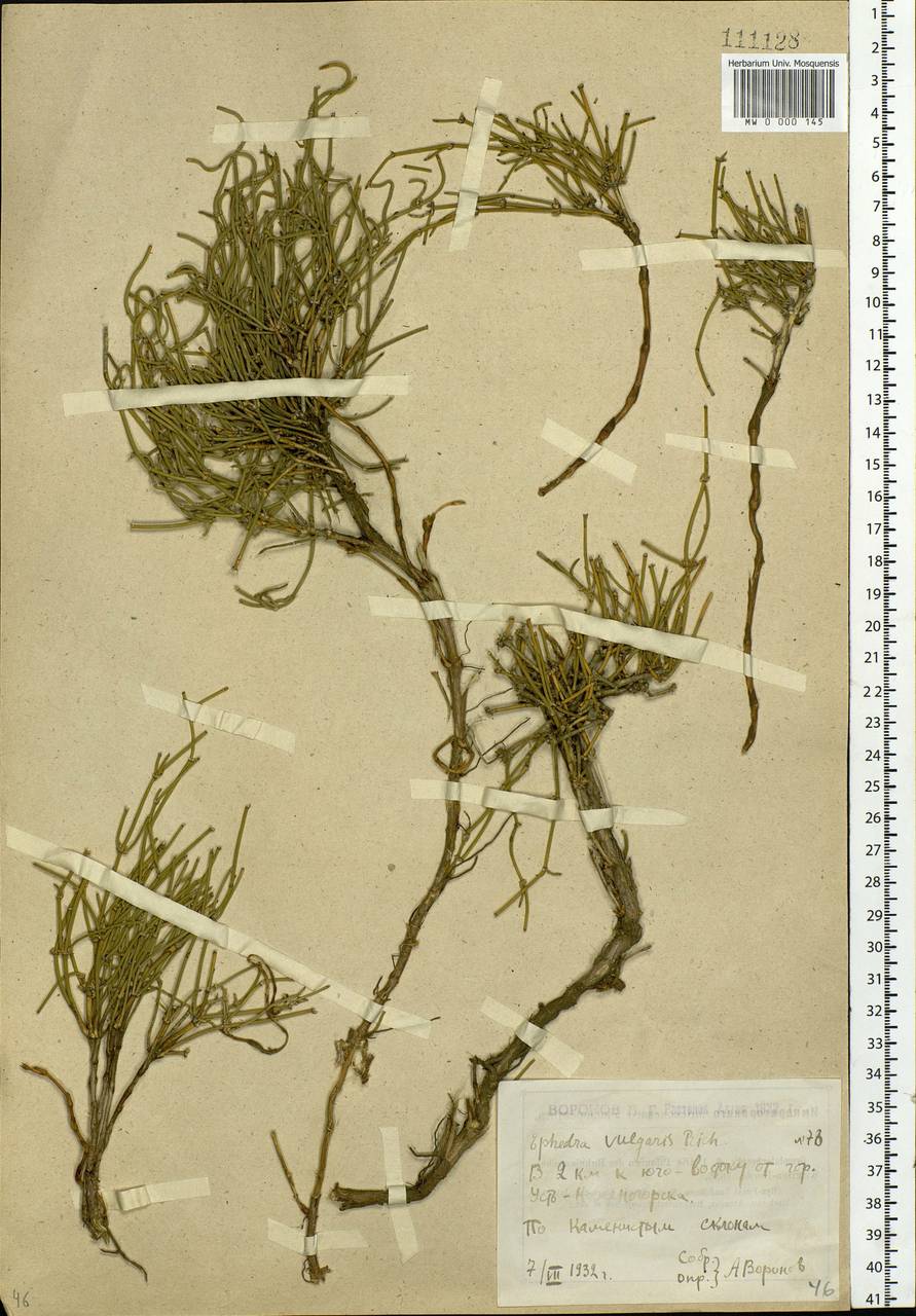 Ephedra distachya L., Siberia, Western (Kazakhstan) Altai Mountains (S2a) (Kazakhstan)