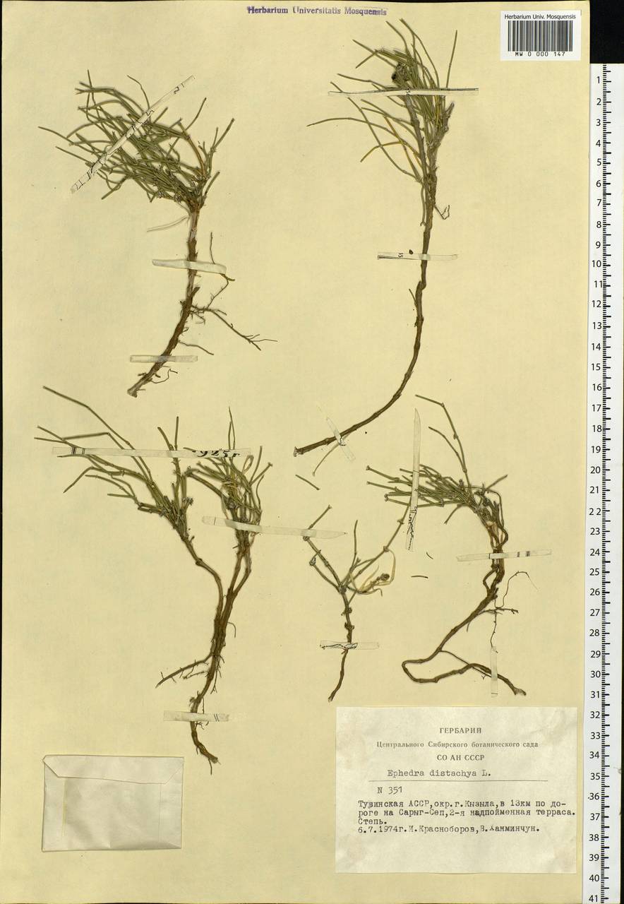 Ephedra distachya L., Siberia, Altai & Sayany Mountains (S2) (Russia)