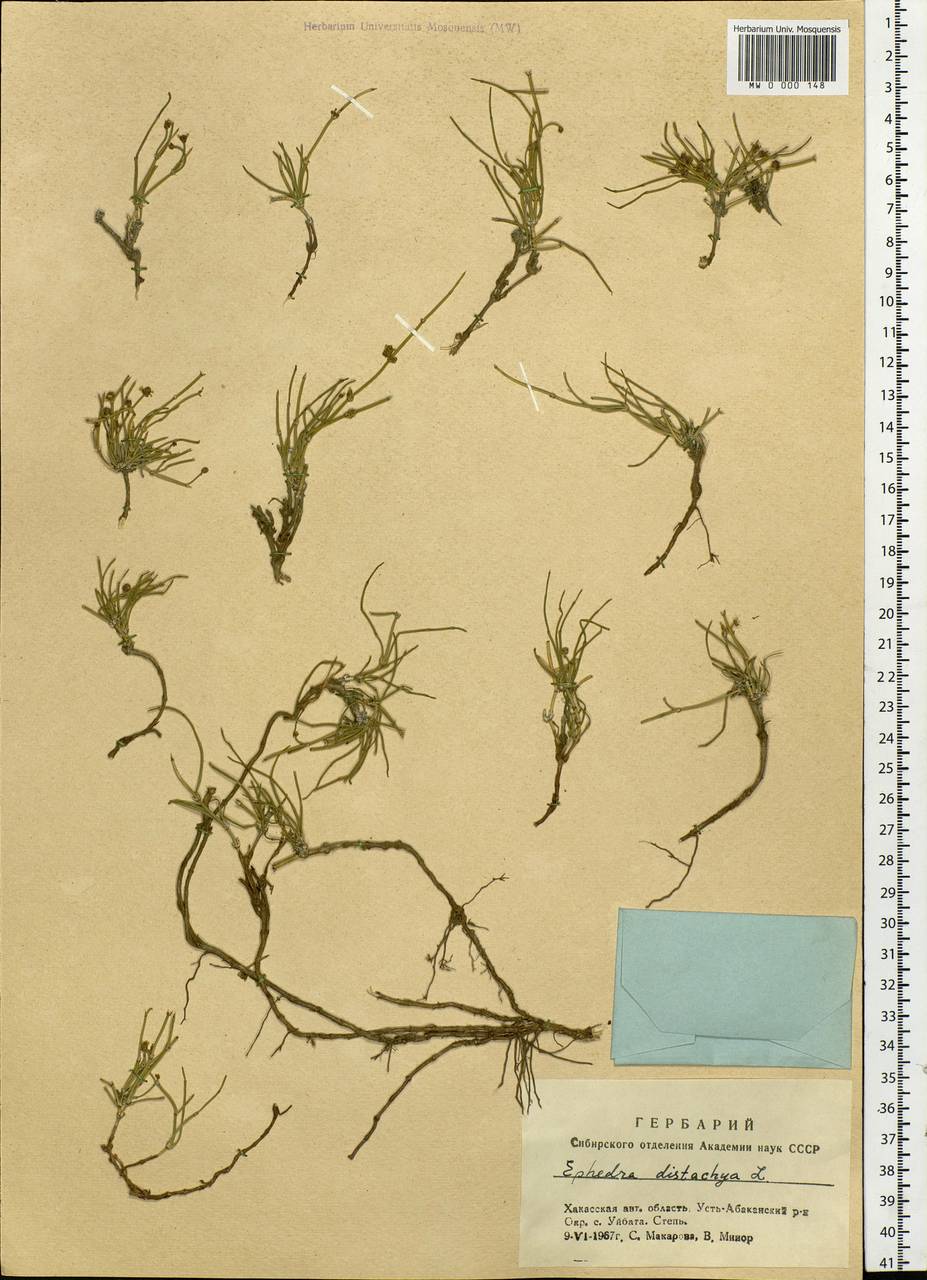 Ephedra distachya L., Siberia, Altai & Sayany Mountains (S2) (Russia)