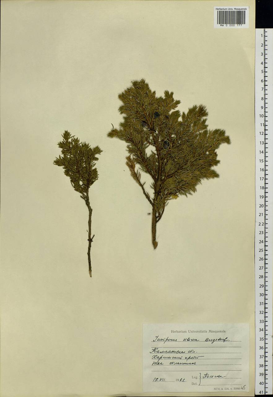Juniperus communis var. saxatilis Pall., Siberia, Chukotka & Kamchatka (S7) (Russia)