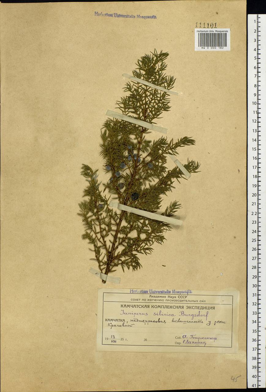 Juniperus communis var. saxatilis Pall., Siberia, Chukotka & Kamchatka (S7) (Russia)