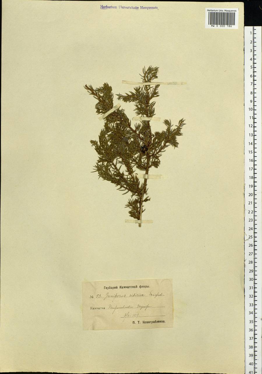 Juniperus communis var. saxatilis Pall., Siberia, Chukotka & Kamchatka (S7) (Russia)