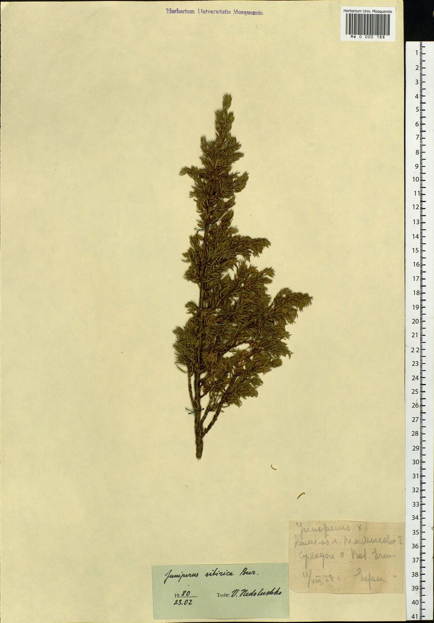 Juniperus communis var. saxatilis Pall., Siberia, Chukotka & Kamchatka (S7) (Russia)