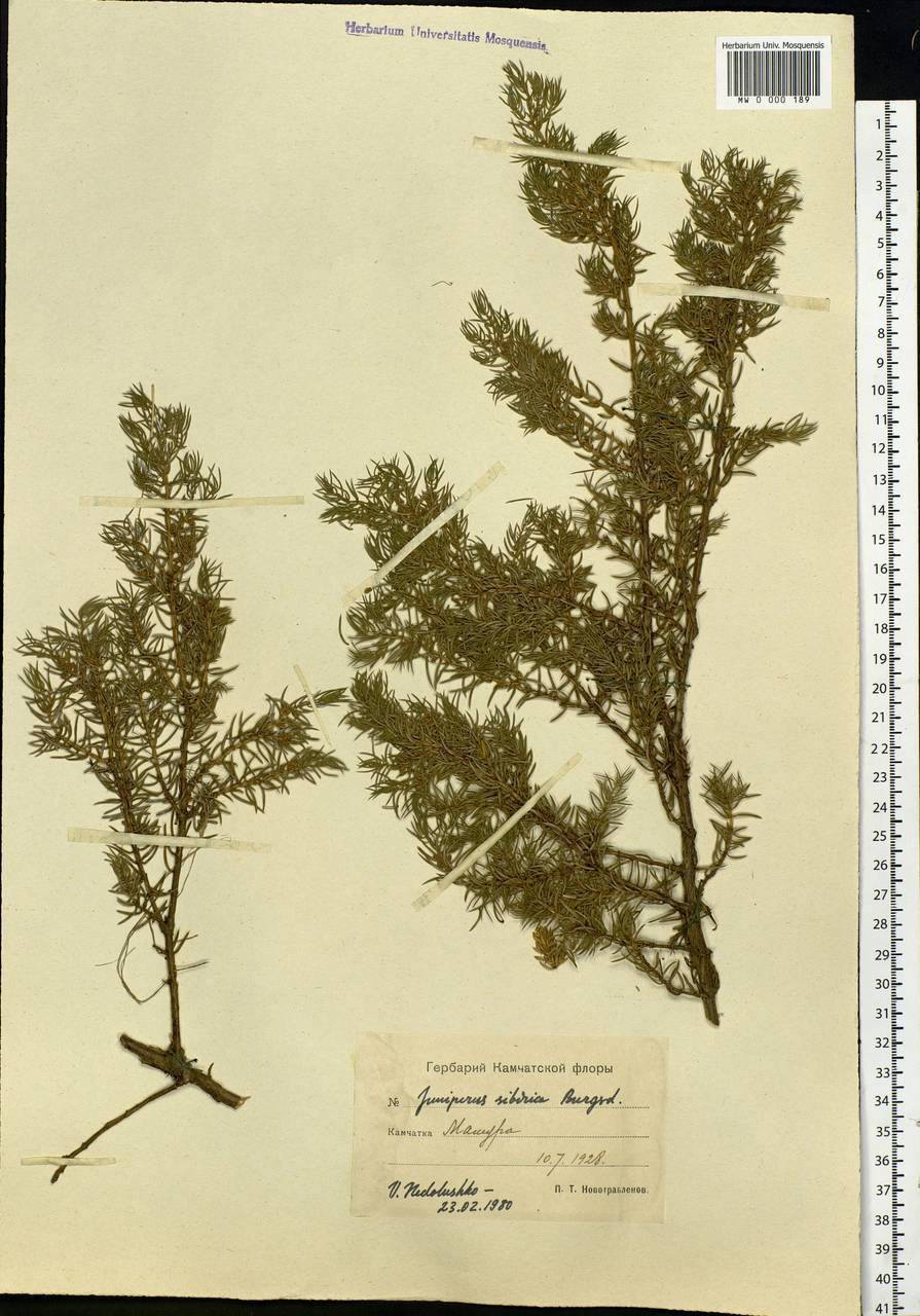 Juniperus communis var. saxatilis Pall., Siberia, Chukotka & Kamchatka (S7) (Russia)