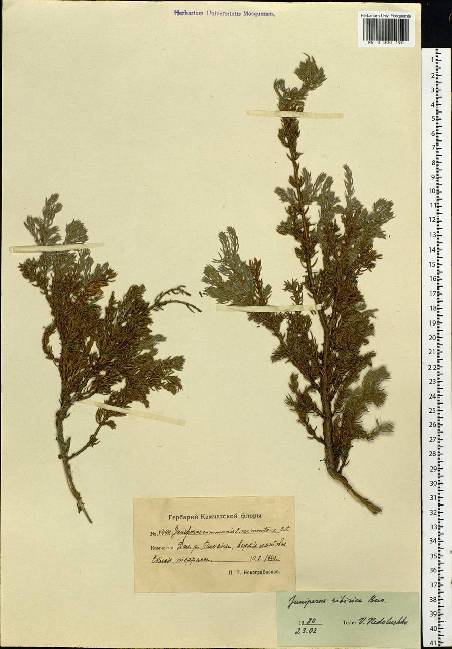 Juniperus communis var. saxatilis Pall., Siberia, Chukotka & Kamchatka (S7) (Russia)