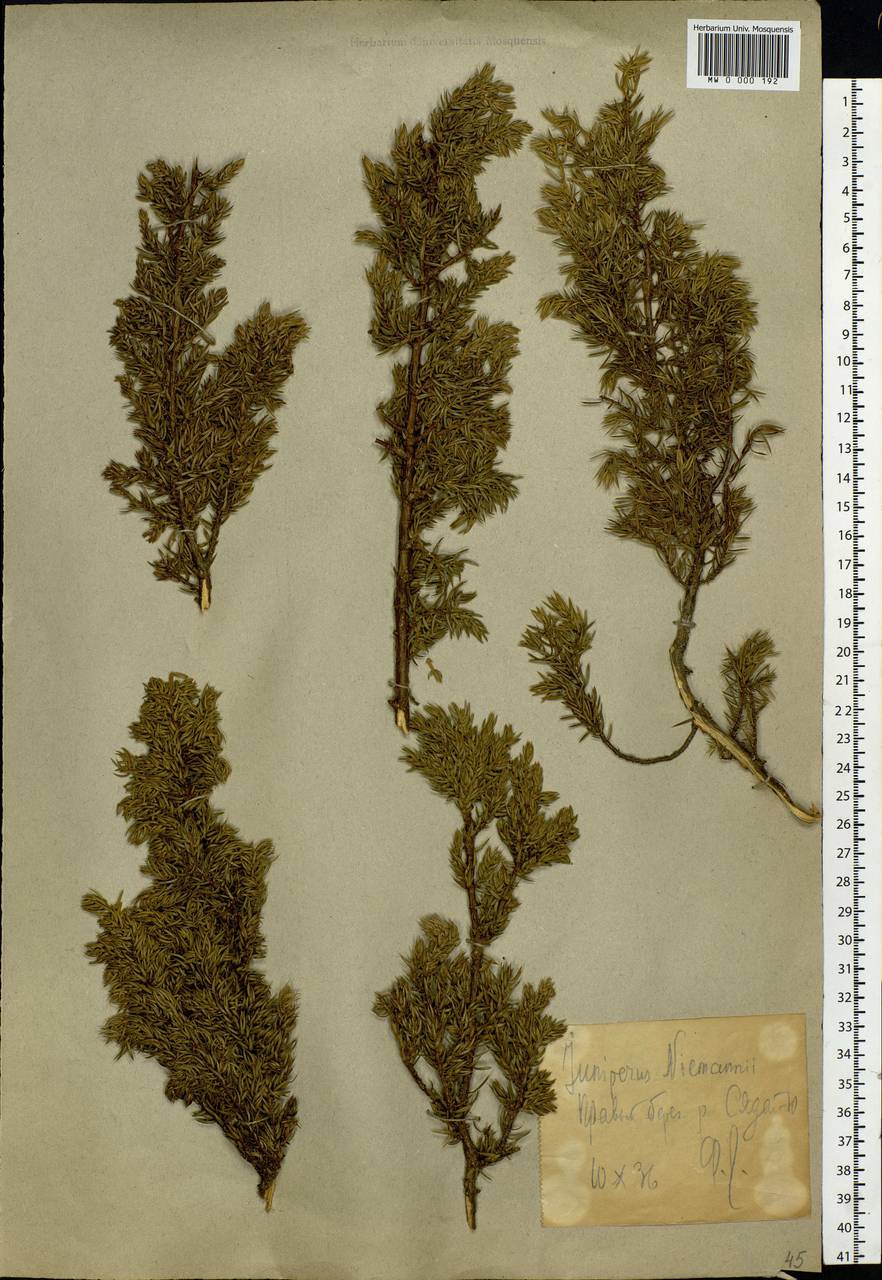 Juniperus communis var. saxatilis Pall., Siberia, Western Siberia (S1) (Russia)