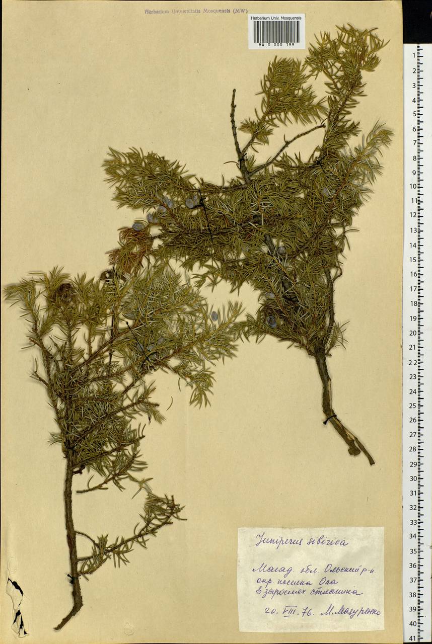 Juniperus communis var. saxatilis Pall., Siberia, Chukotka & Kamchatka (S7) (Russia)