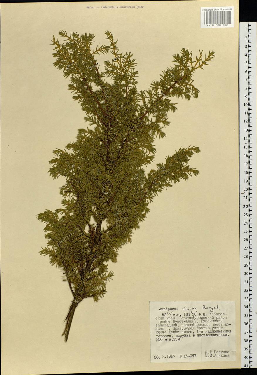 Juniperus communis var. saxatilis Pall., Siberia, Russian Far East (S6) (Russia)