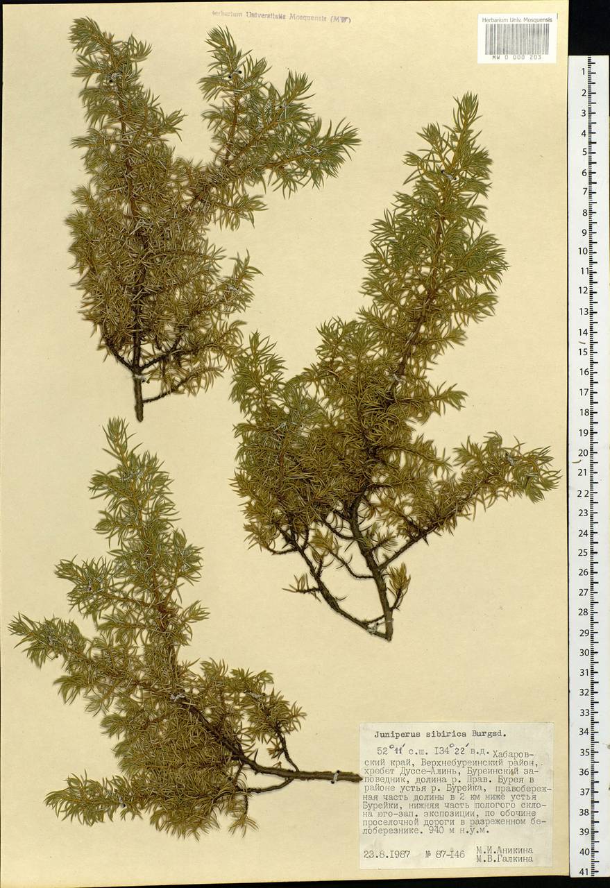 Juniperus sibirica Burgsd