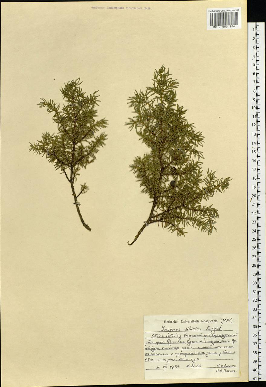 Juniperus communis var. saxatilis Pall., Siberia, Russian Far East (S6) (Russia)