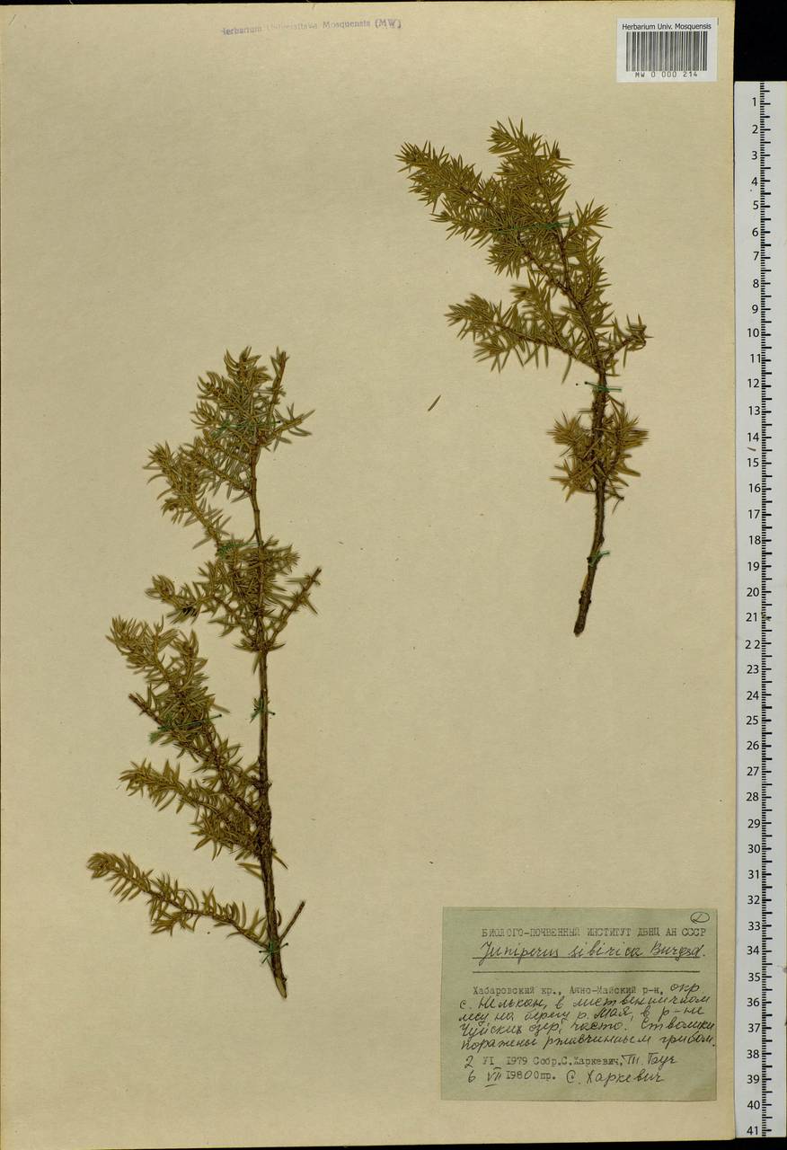 Juniperus communis var. saxatilis Pall., Siberia, Russian Far East (S6) (Russia)