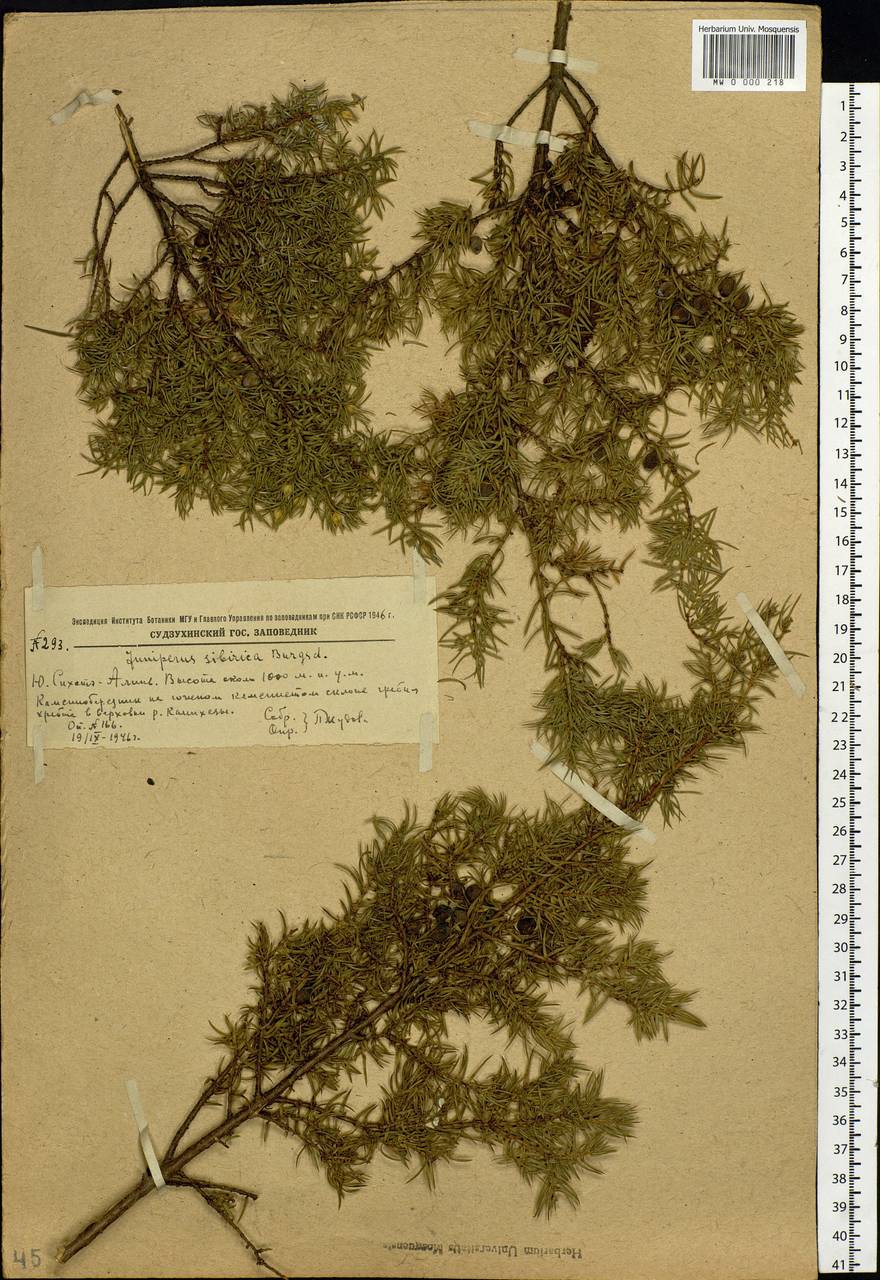 Juniperus communis var. saxatilis Pall., Siberia, Russian Far East (S6) (Russia)